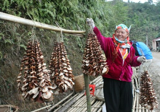Đặc sản nấm hương rừng tây bắc một vị thuốc, nguyên liệu cho nhiều món ăn