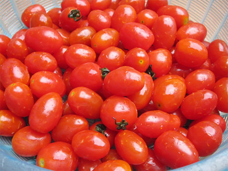 Trồng cà chua bi khó không? Hướng dẫn trồng đơn giản có ngay năng suất tốt