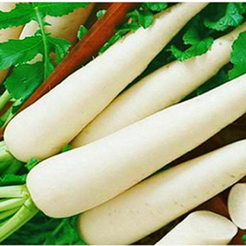 Hướng dẫn chi tiết cách trồng củ cải trắng năng suất
