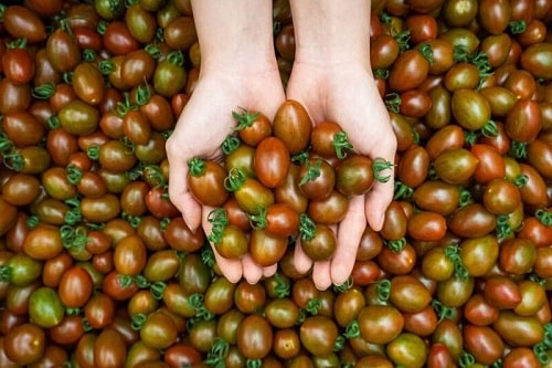 tác dụng của cà chua bi đối với sức khỏe và làm đẹp