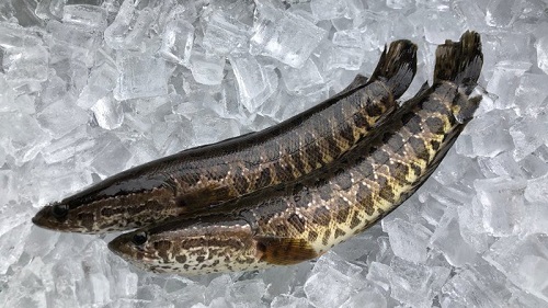 Cách phân biệt cá lóc đồng và cá lóc nuôi, cách sơ chế và khử mùi tanh của cá lóc