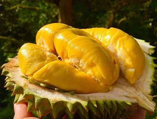 Ăn sầu riêng có béo không?