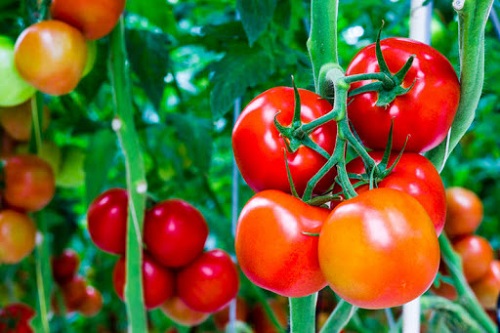3 cách trồng cà chua trĩu quả bằng các vật dụng dễ kiếm tại nhà