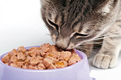 7 cách làm thức ăn bổ dưỡng cho mèo tại nhà