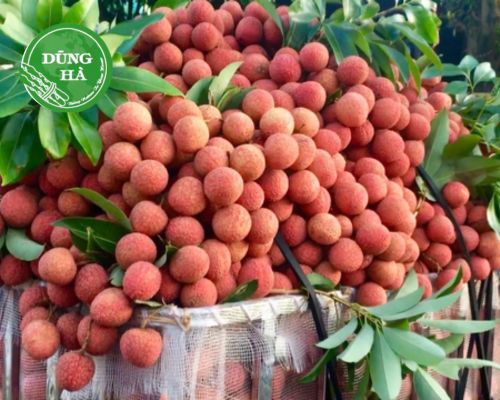 TOP trái cây đặc sản Campuchia mua về làm quà