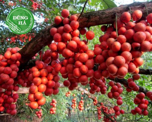 TOP trái cây đặc sản Phú Yên nổi tiếng trứ danh